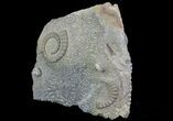 Anetoceras Ammonite With Small Trilobite Head #67716-3